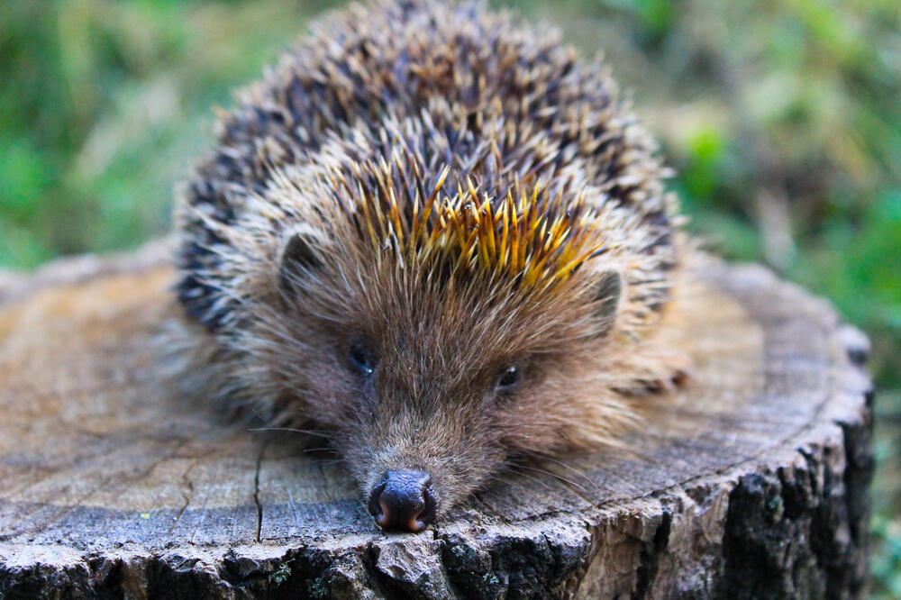 jež, Foto: Shutterstock
