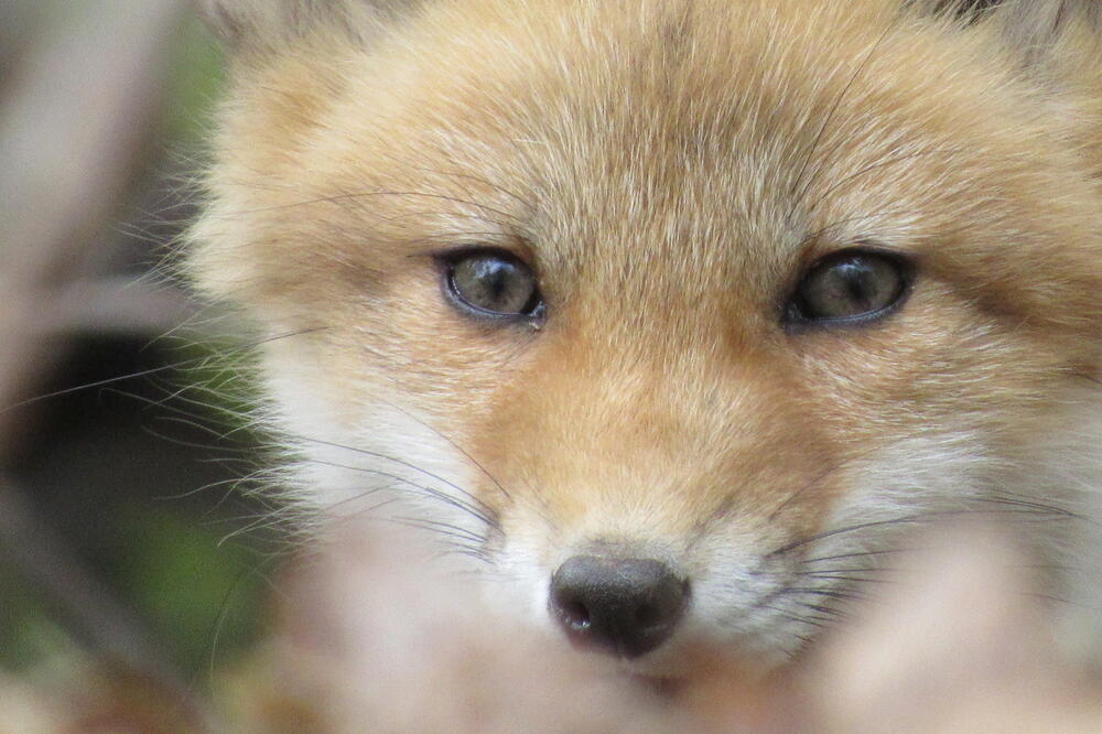 lisica, Foto: Shutterstock