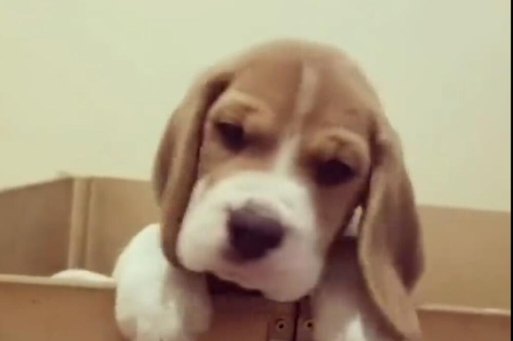 bigl, Foto: Printscreen