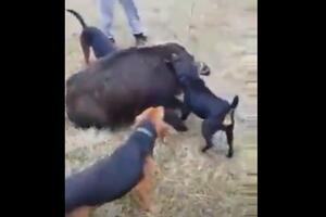 Uznemirujući video: Huškali pse i šutirali ranjenu divlju svinju