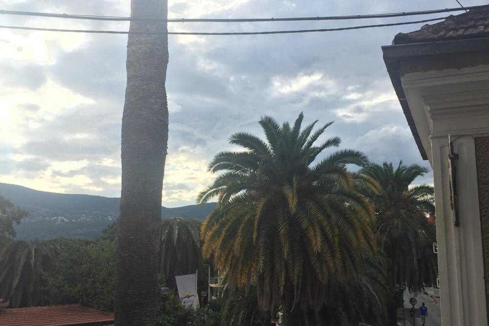 Palmin surlaš, Foto: Slavica Kosić