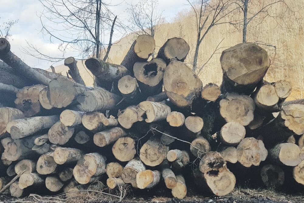 Drva, Veruša, Foto: CZIP