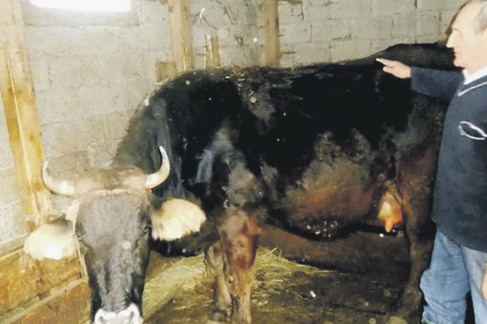 Pero Novaković, Foto: Dragana Šćepanović