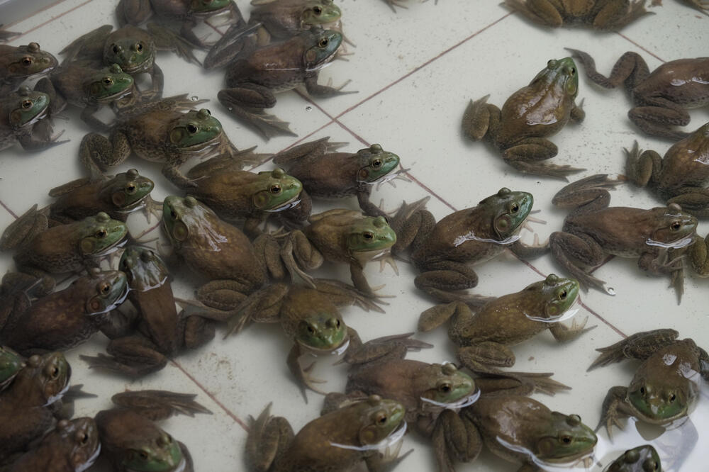 Žabe, Foto: Shutterstock
