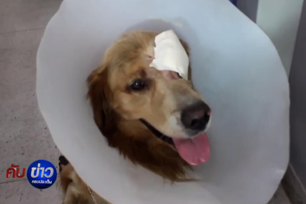 retriver, pas, Foto: Screenshot (Youtube)