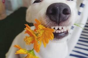 Ovaj pas će vam uljepšati dan