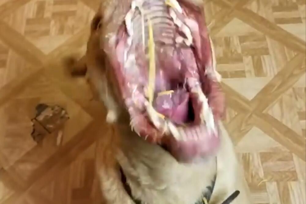 pas, sir, Foto: Printscreen