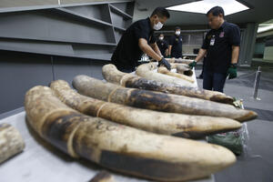 Tajland: Zaplijenjena slonovača vrijedna skoro 400.000 eura