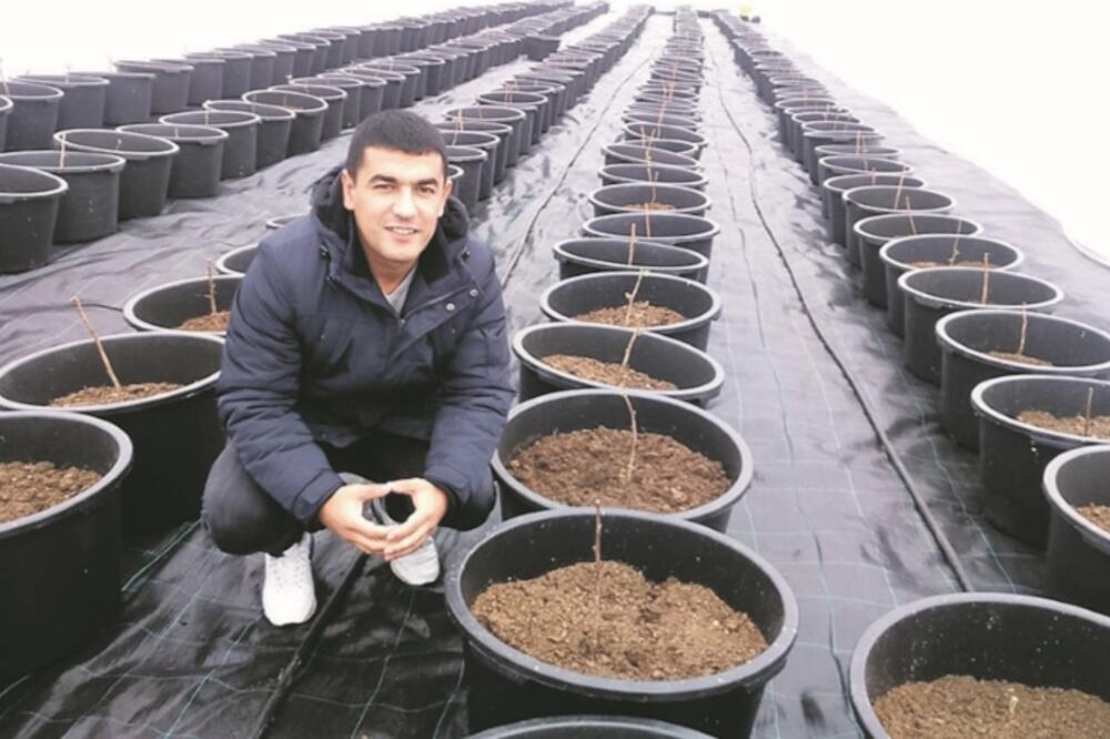 Ozrinići, plastenik, Foto: Svetlana Mandić