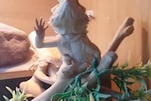 Ono kad ti gušter uzvrati mahanje