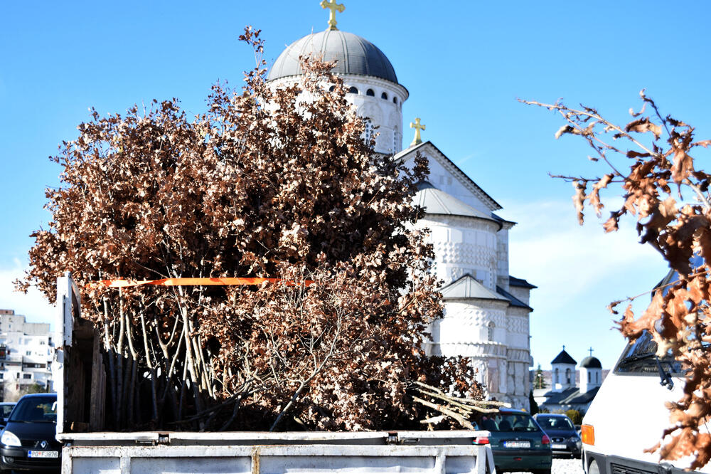 Badnjaci, Foto: Luka Zeković