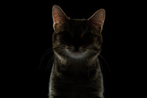 Zašto mačke vide u mraku?