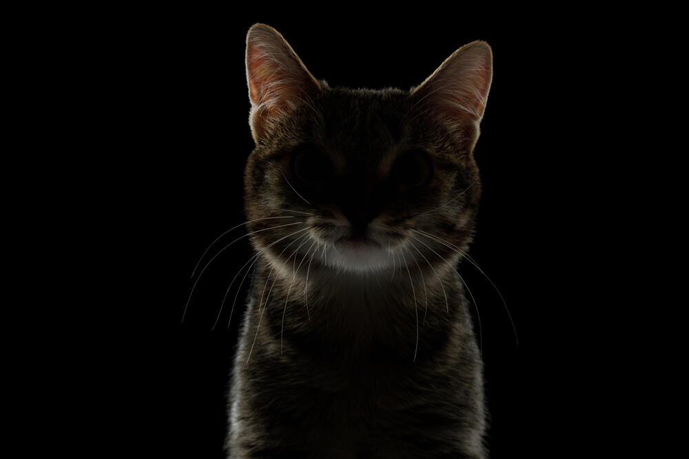 mačka, Foto: Shutterstock