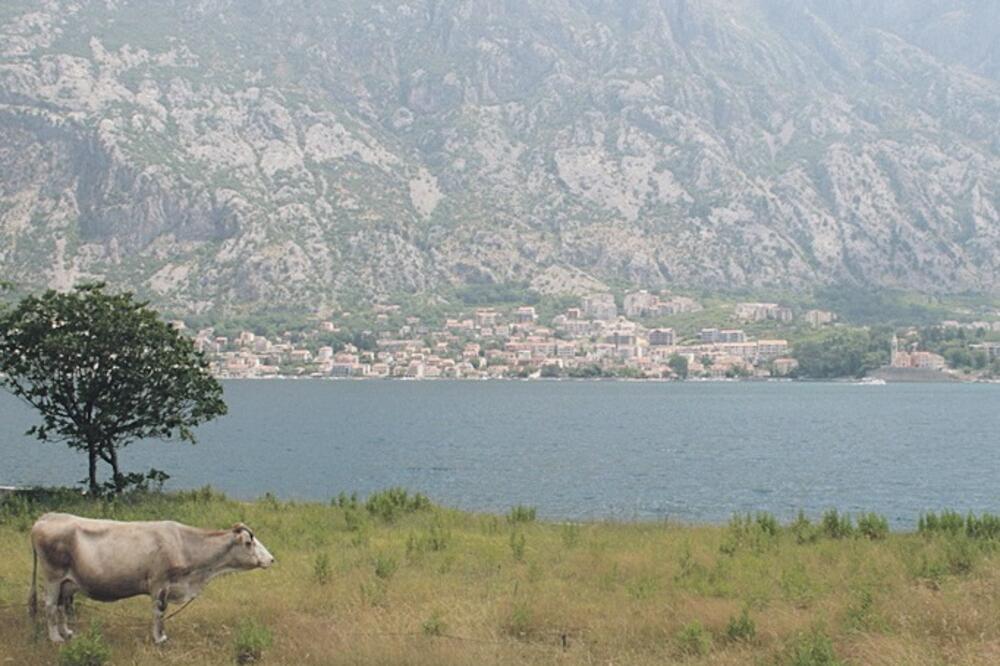 Glavati, Kotor