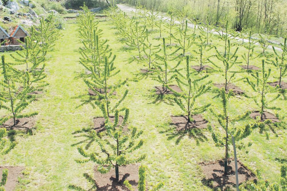 Poljoprivreda, Foto: Arhiva Vijesti