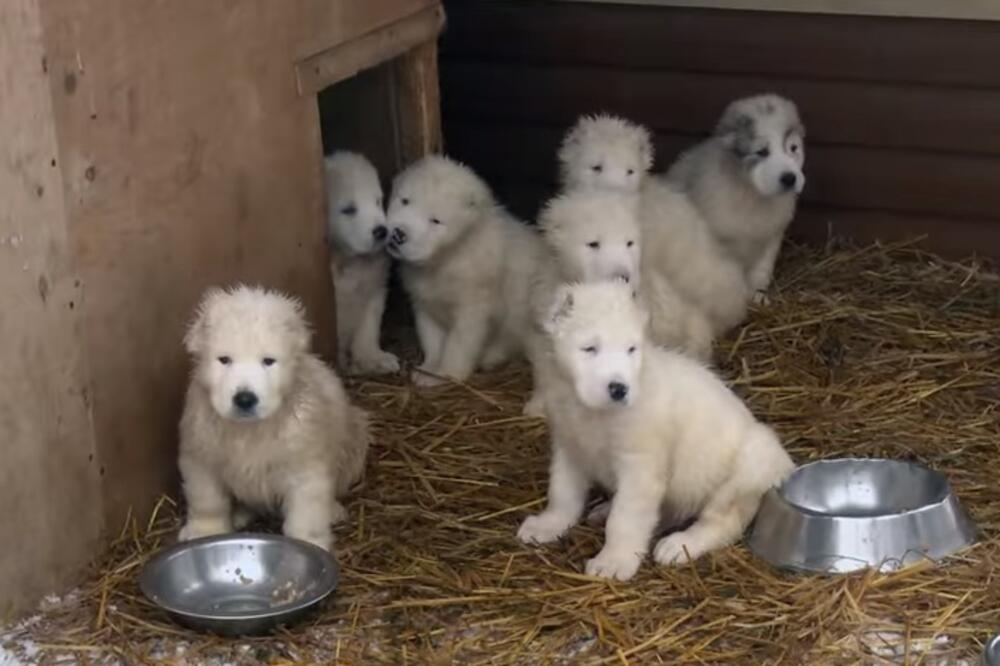 vojni štenci Rusija, Foto: Screenshot (YouTube)