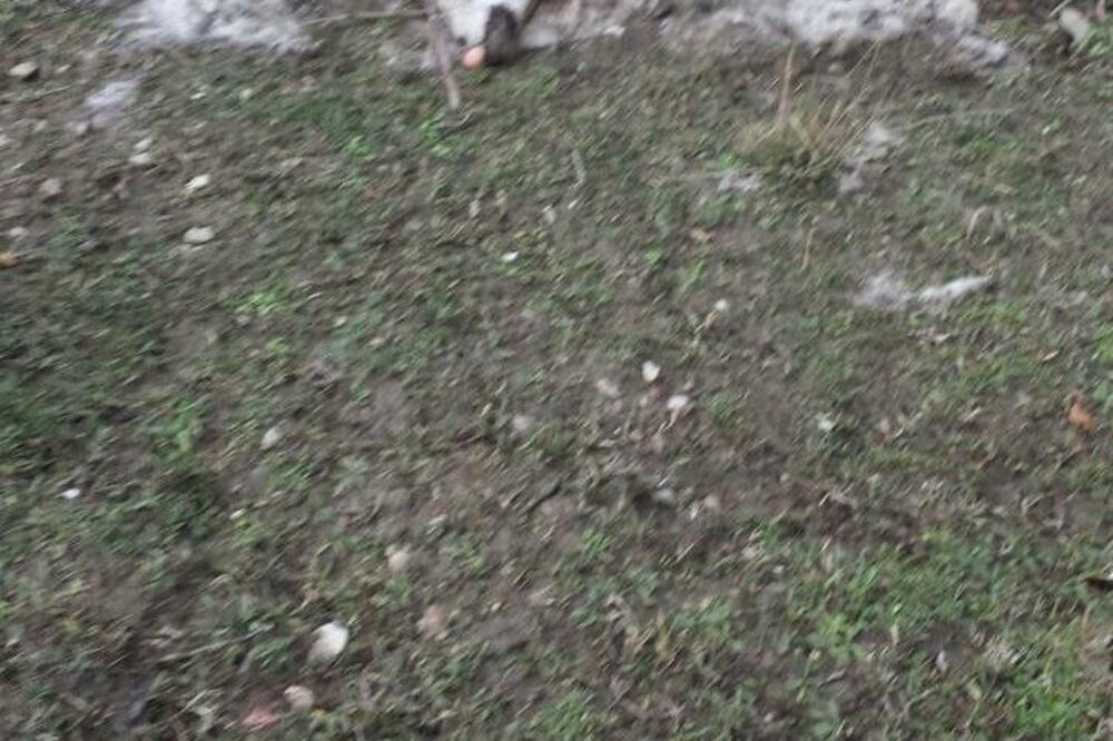 Zaklane ovce, Foto: Mirjana Stanković