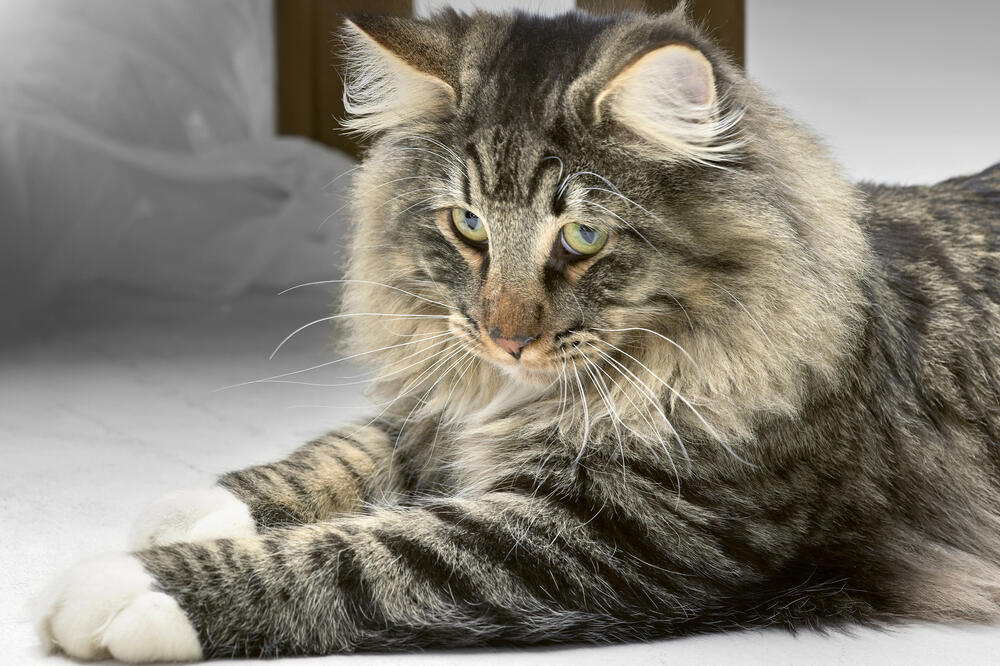 Norveška šumska mačka, Foto: Shutterstock