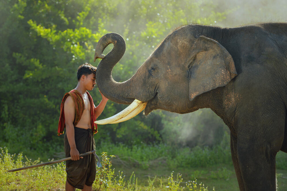 slon, slonovi, Foto: Shutterstock