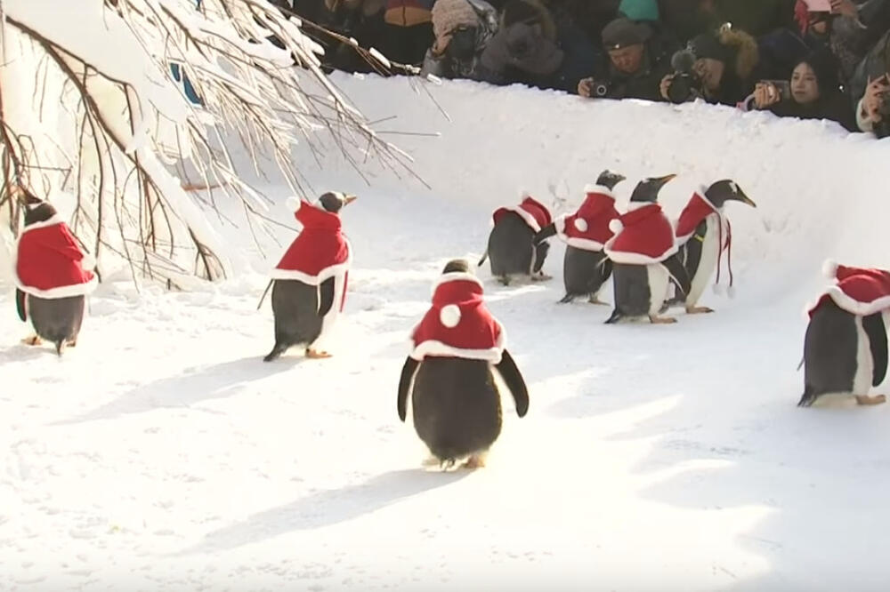 Pingvini Kina, Foto: Screenshot (Youtube)
