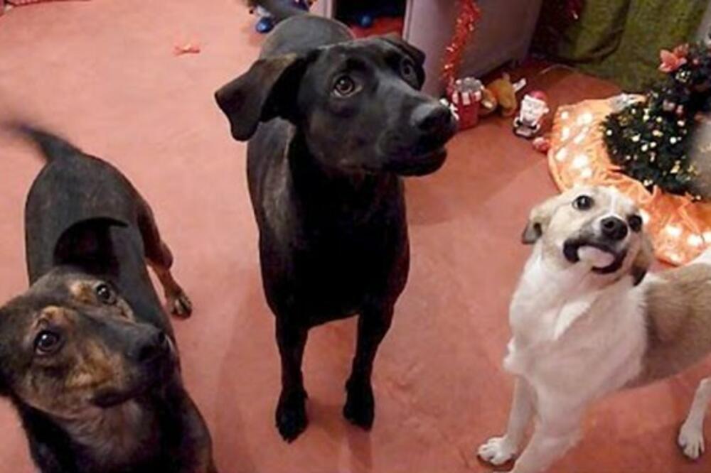 psi, udomljeni psi, Foto: Screenshot (Youtube)