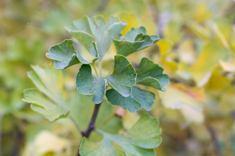 ginko, Foto: Shutterstock