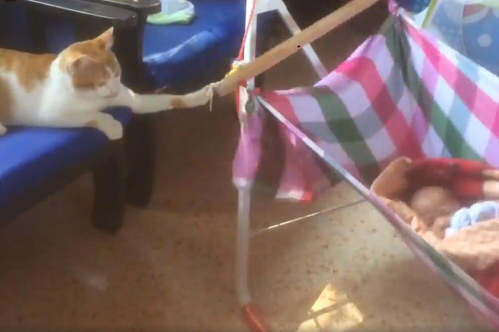 mačka, Foto: Printscreen