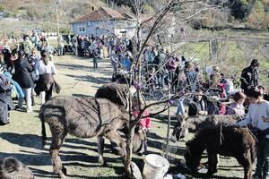 Tradicionalna manifestacija na farmi magaraca u Spužu