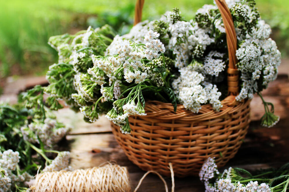 hajdučka trava, Foto: Shutterstock