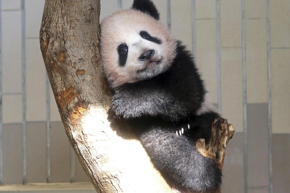 mladunče pande, Foto: Beta-AP