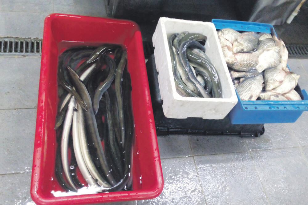 Ribarnica, Foto: Milica Đurović