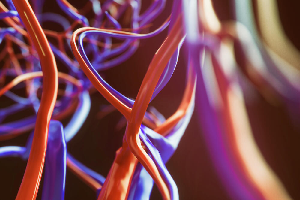 krvni sudovi, Foto: Shutterstock