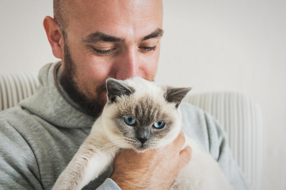 mačka, Foto: Shutterstock