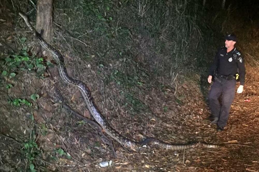 piton, policija, Foto: Queensland Police Service