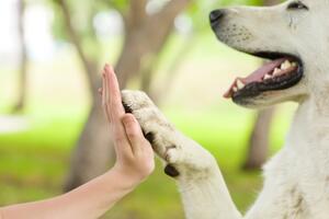 Veza između čovjeka i psa bi mogla da liječi teške poremećaje