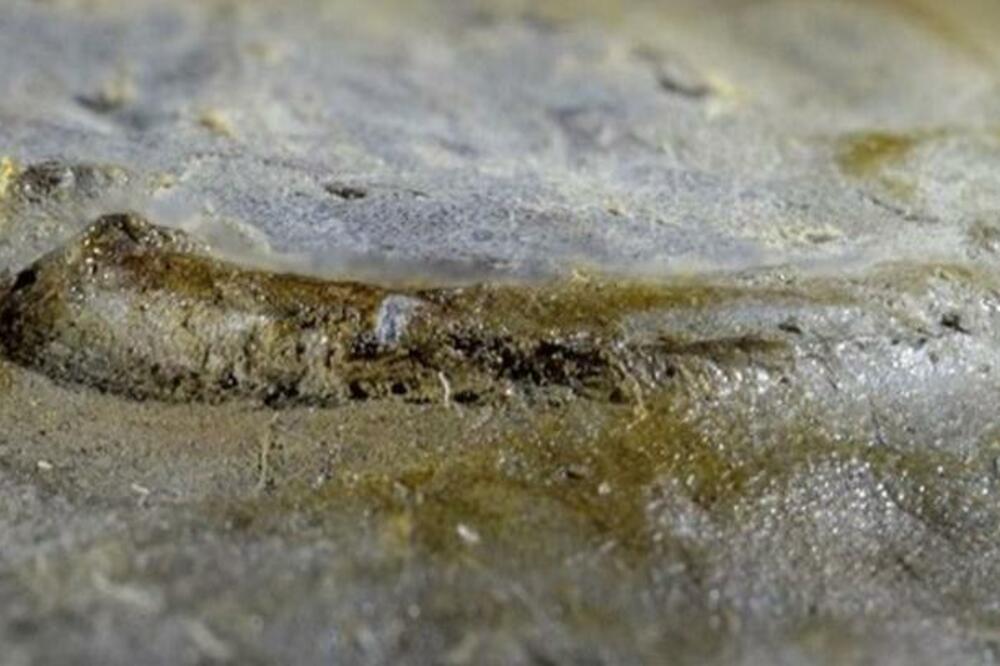 najstarije oko, Foto: Ed.ac.uk