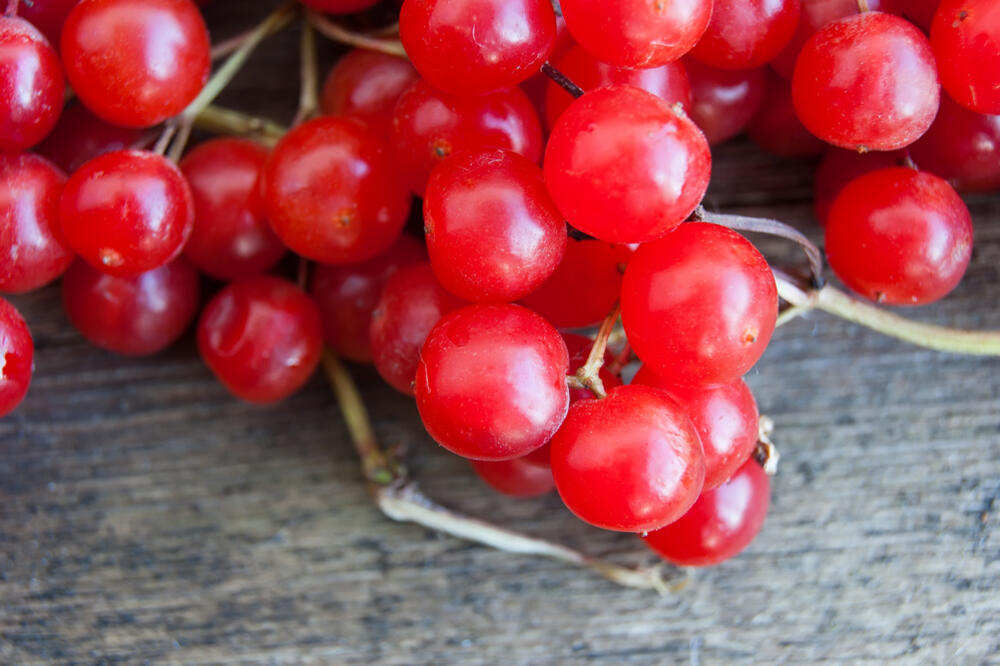 šipurak, Foto: Shutterstock