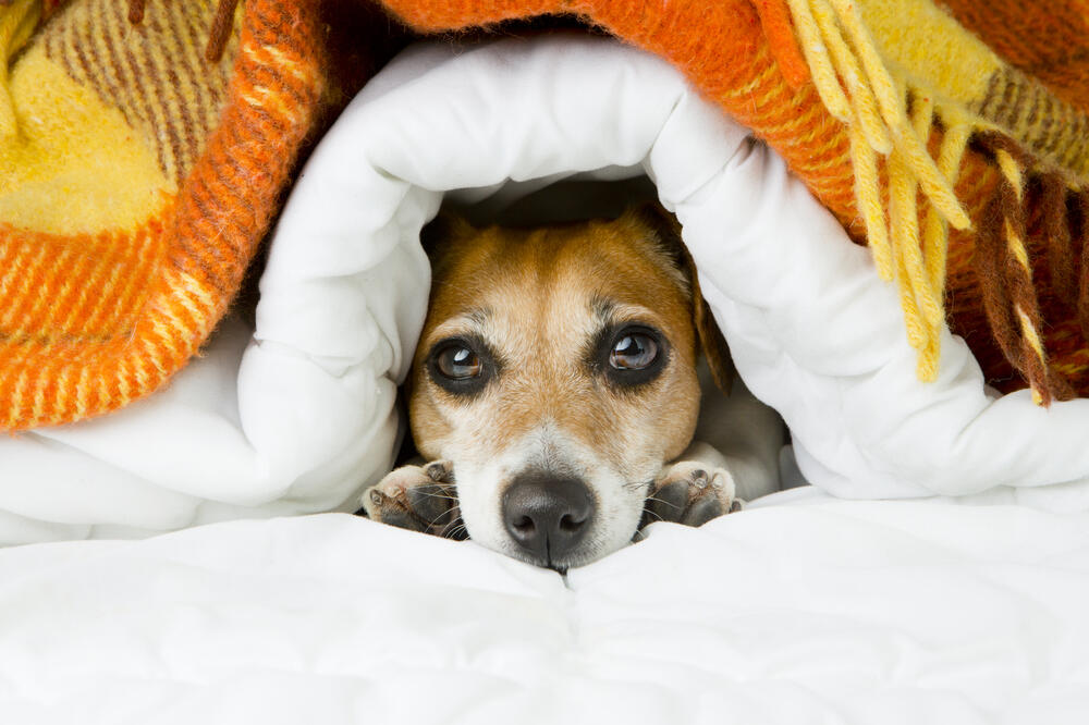 pučić, Foto: Shutterstock