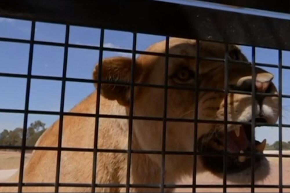 lavovi, Foto: Printscreen