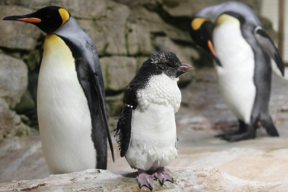 Pingvini, Foto: Reuters