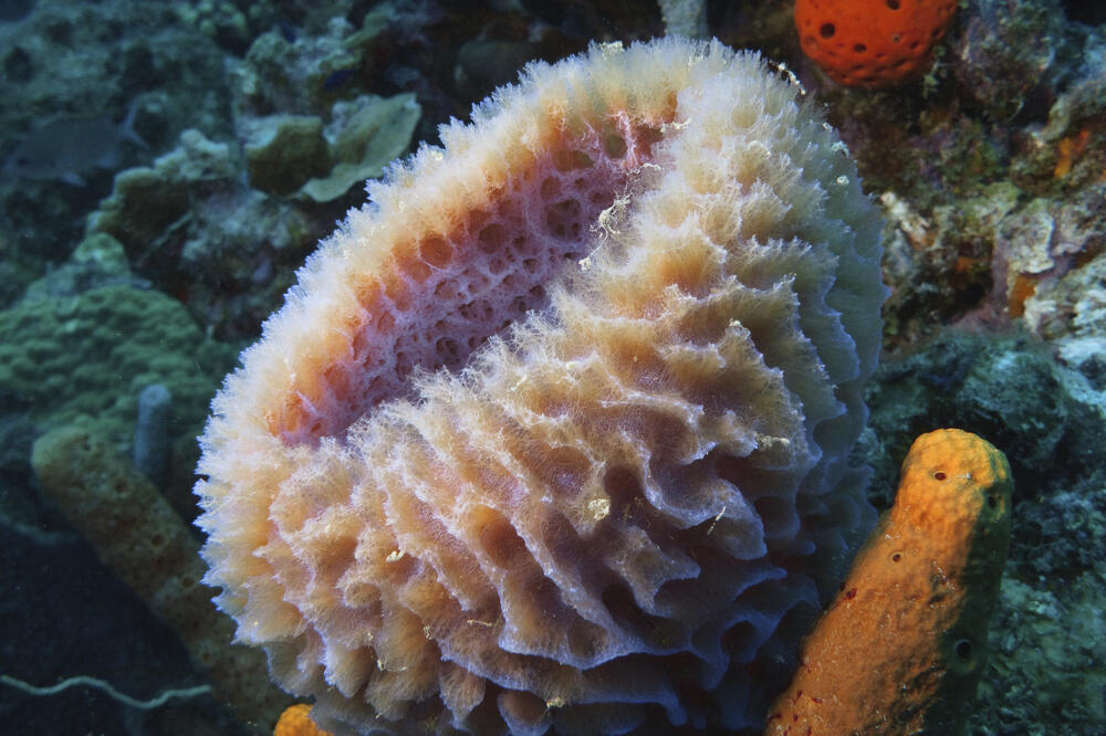 morski sunđer, Foto: Shutterstock.com