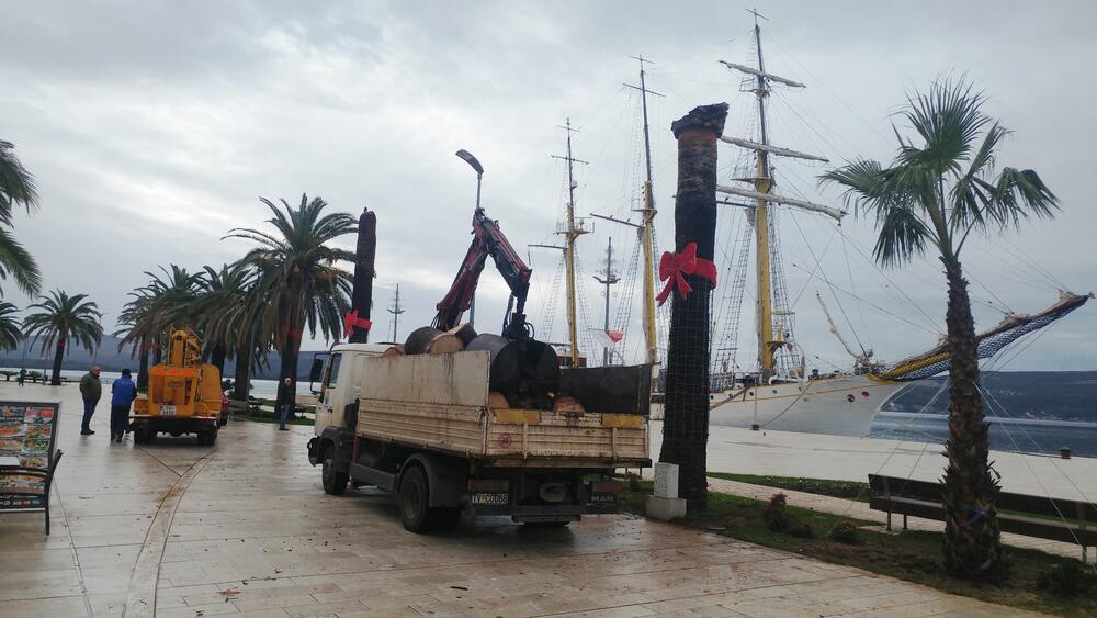 tivatska riva, palme