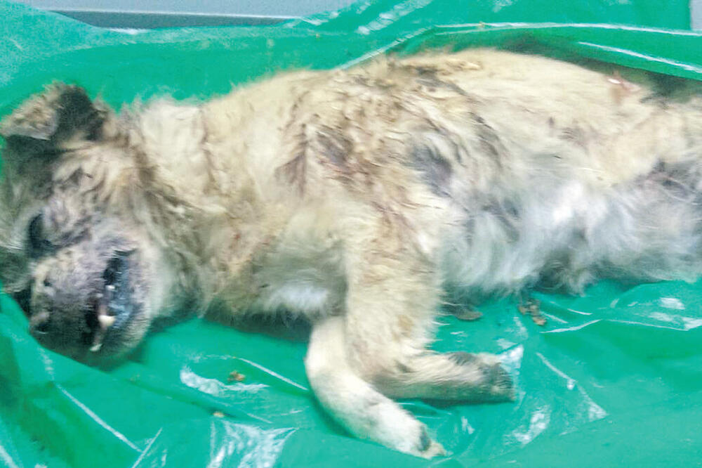 Pas, Foto: Privatna arhiva