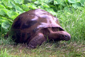 Gej kornjača Džonatan je najstarija životinja na planeti