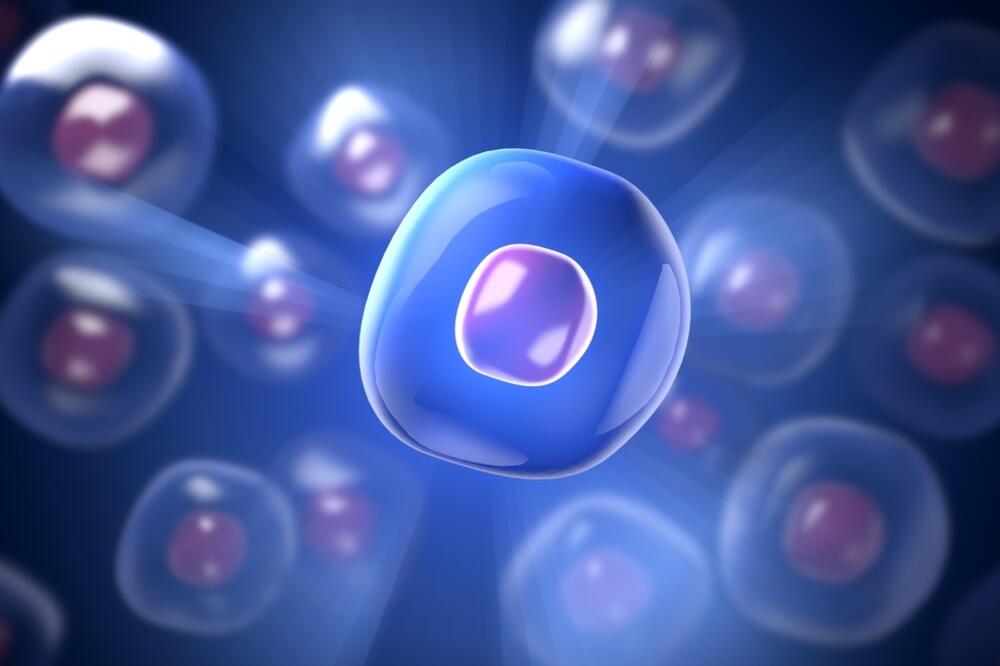 prokariotske ćelije, prokariotska ćelija, Foto: Shutterstock