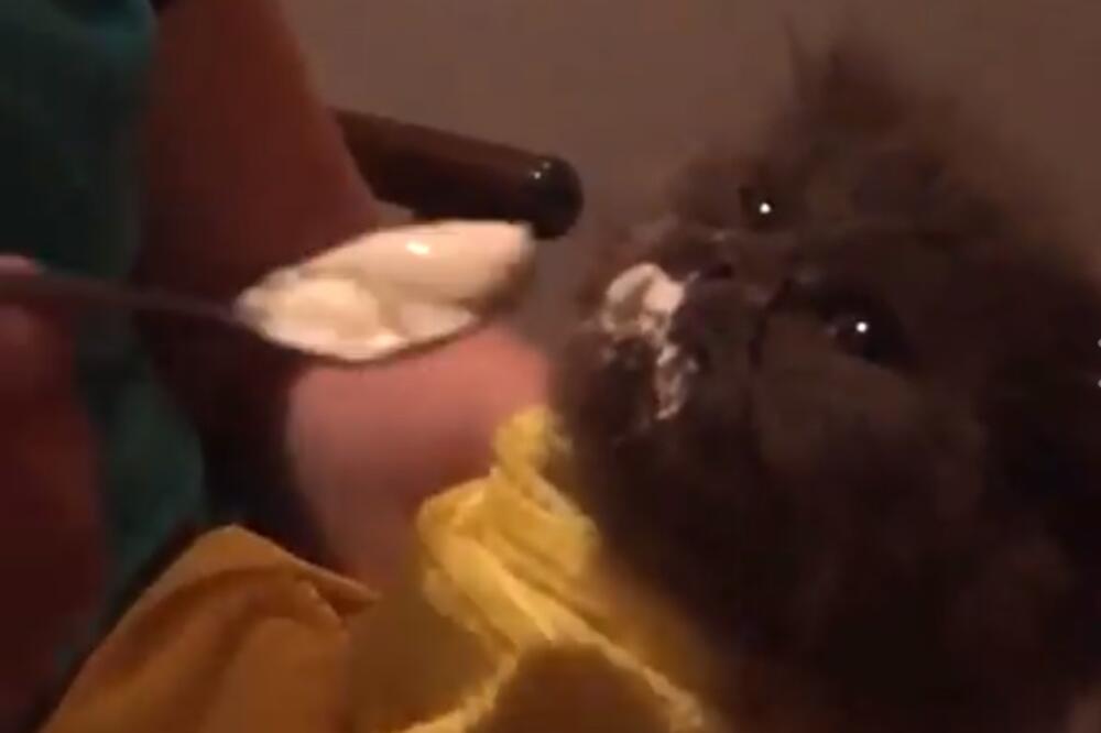 mačka, Rusija, Foto: Printscreen