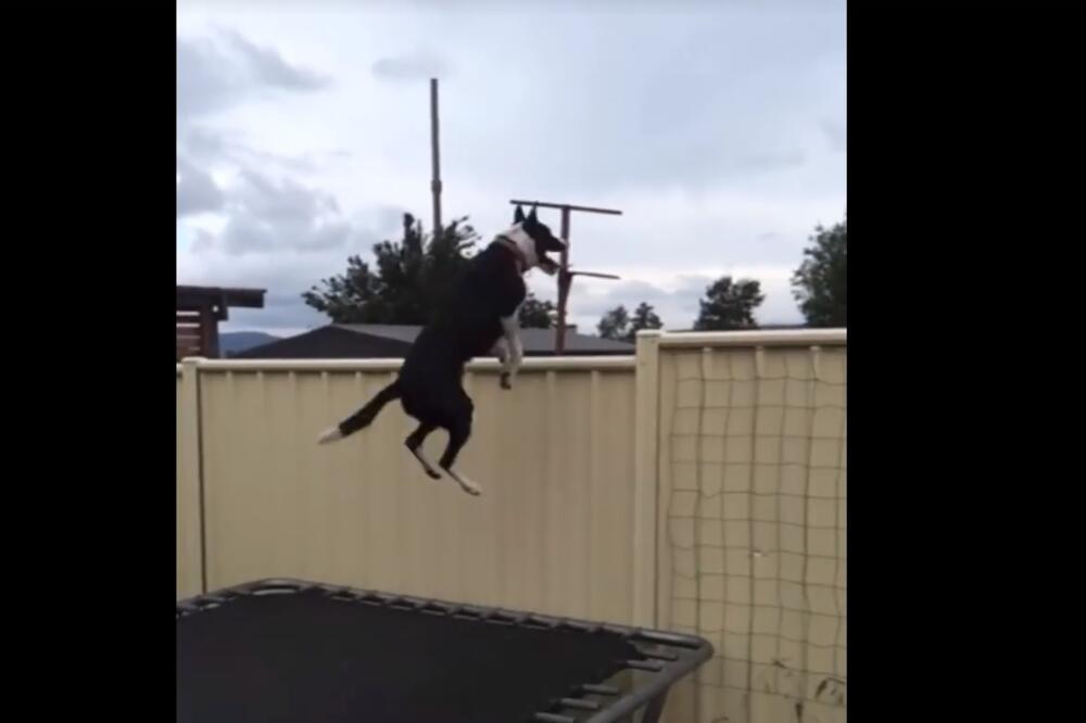 pas, trambolina, Foto: Printscreen