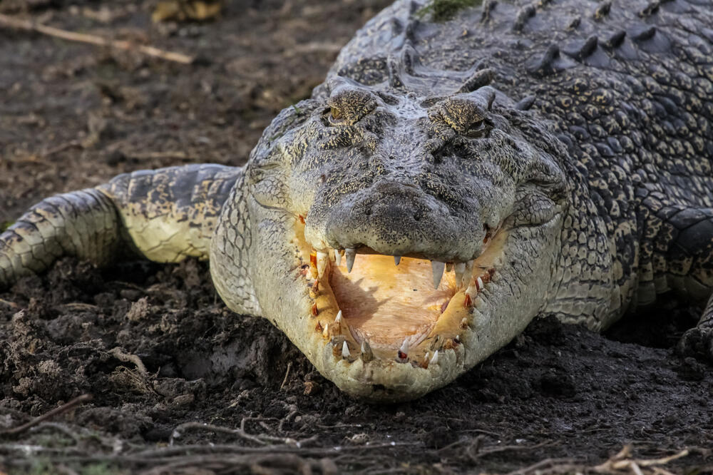 Krokodil, Foto: Shutterstock