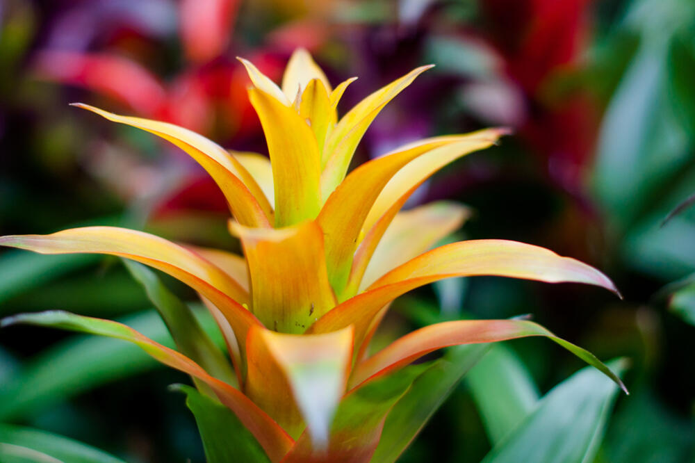 Bromelia, Foto: Shutterstock