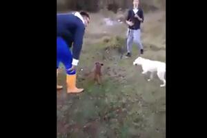 Uznemirujući snimak: Psa puštaju na zavezano mladunče divlje svinje